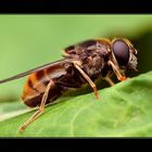 Hoverfly