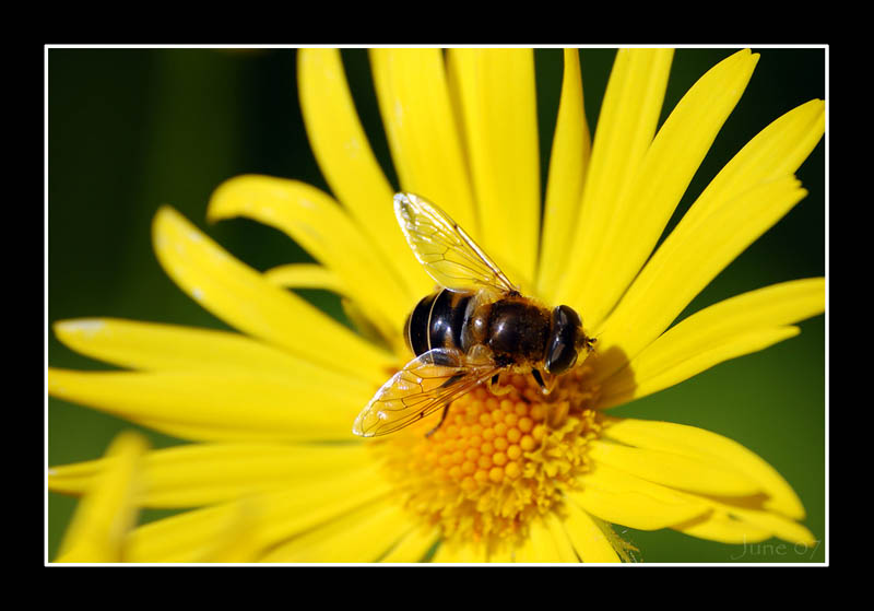 Hoverfly