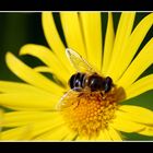 Hoverfly