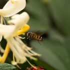 Hoverfly