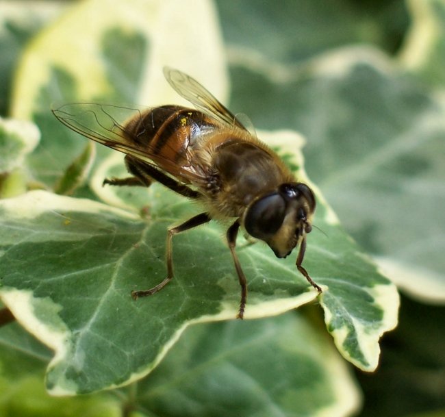 Hoverfly Cleaning