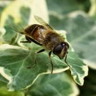 Hoverfly Cleaning