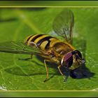 Hoverfly, close up.