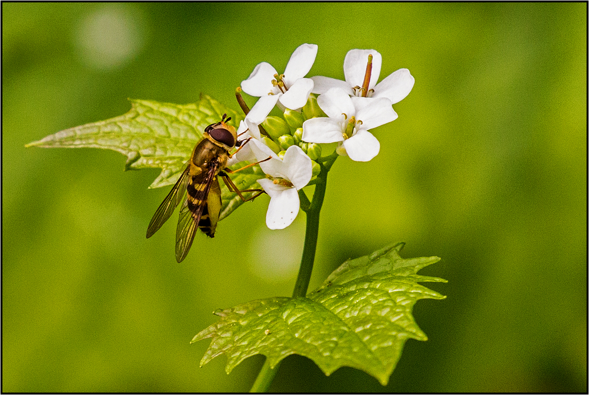 hoverfly