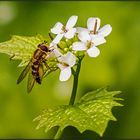 hoverfly