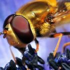 Hoverfly detail