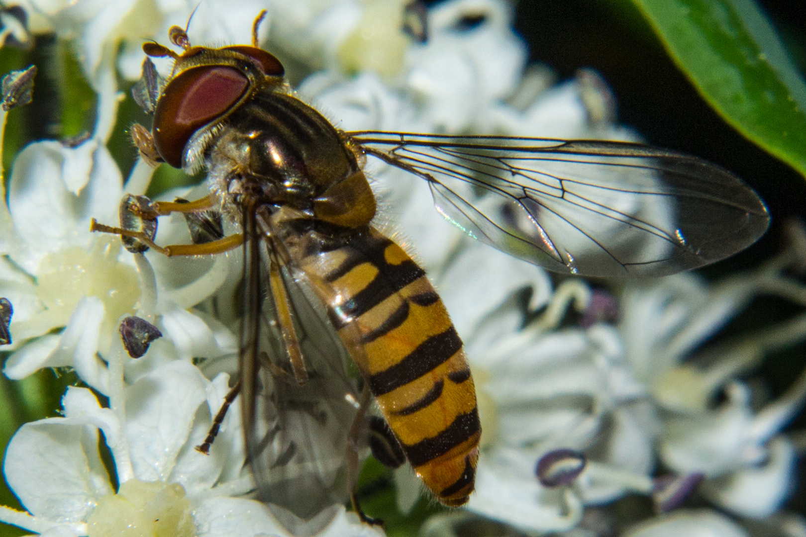 Hoverfly (Episyrphus balteatus)