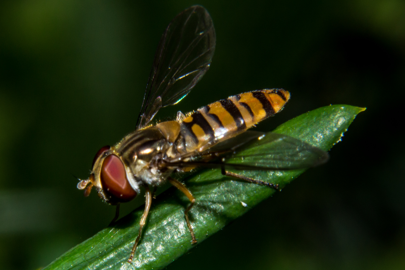 Hoverfly (Episyrphus balteatus)