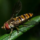 Hoverfly (Episyrphus balteatus)