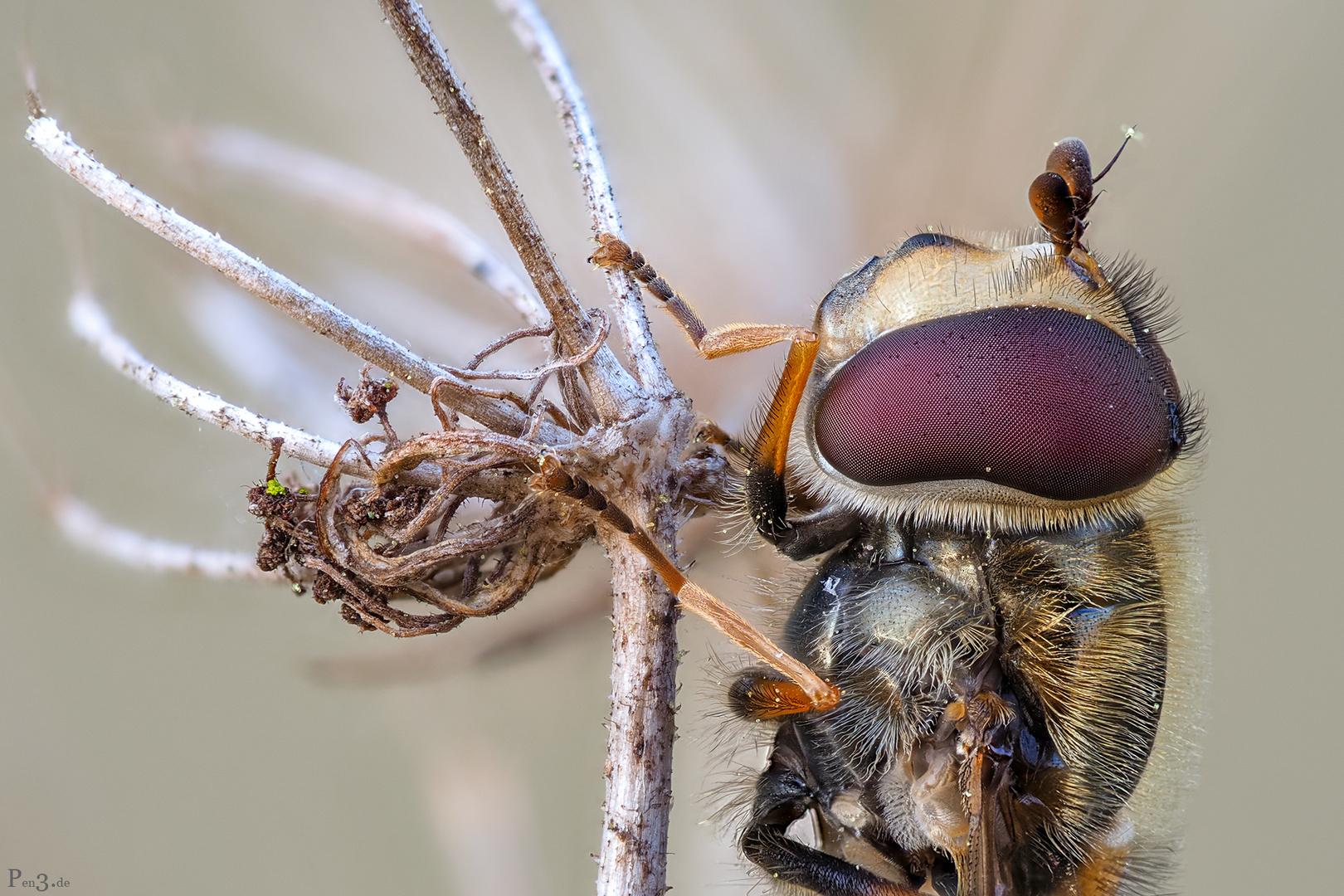 HoverFly