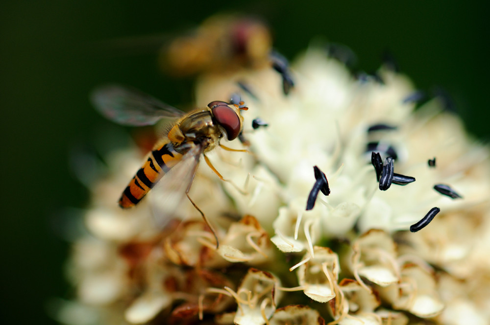 Hoverfly