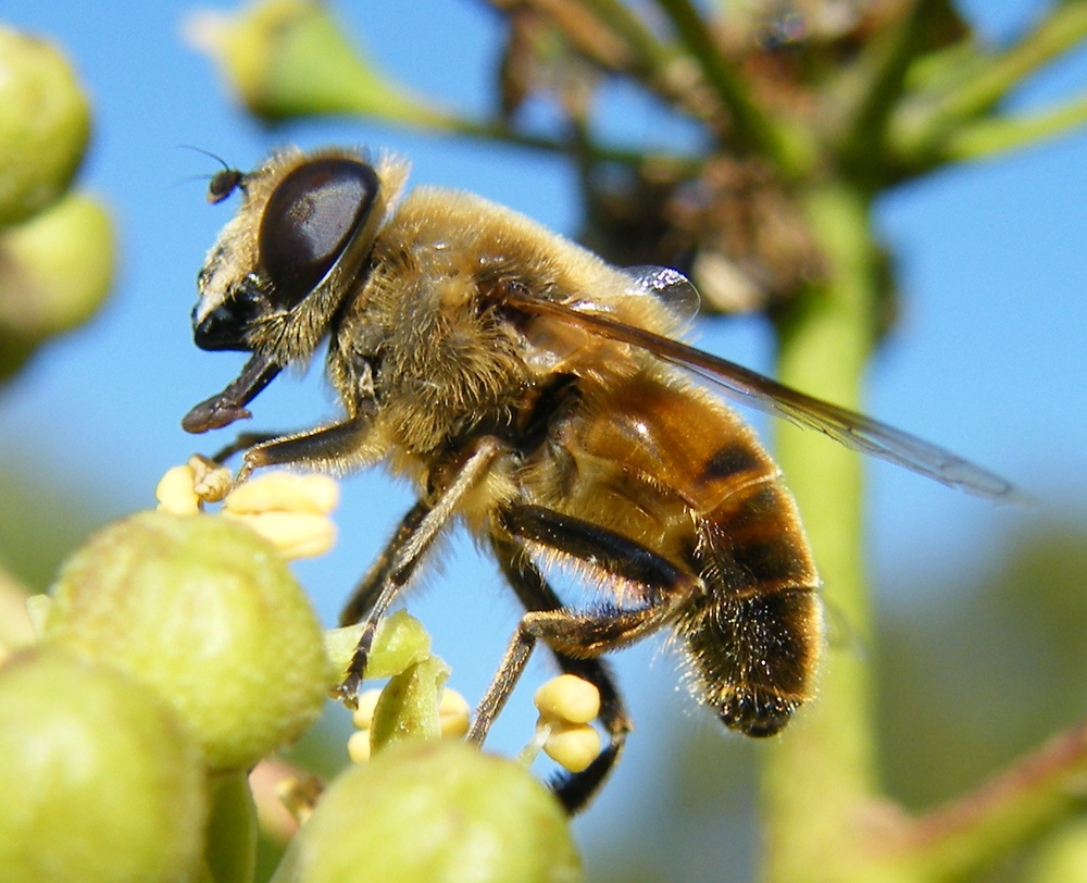 hoverfly