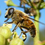 hoverfly