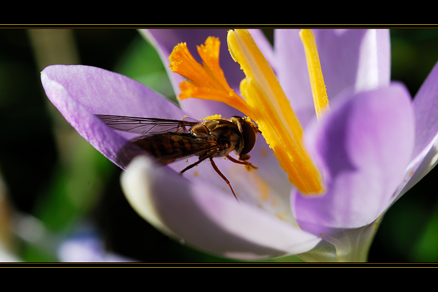 hoverfly