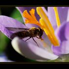 hoverfly