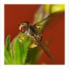 Hoverfly I