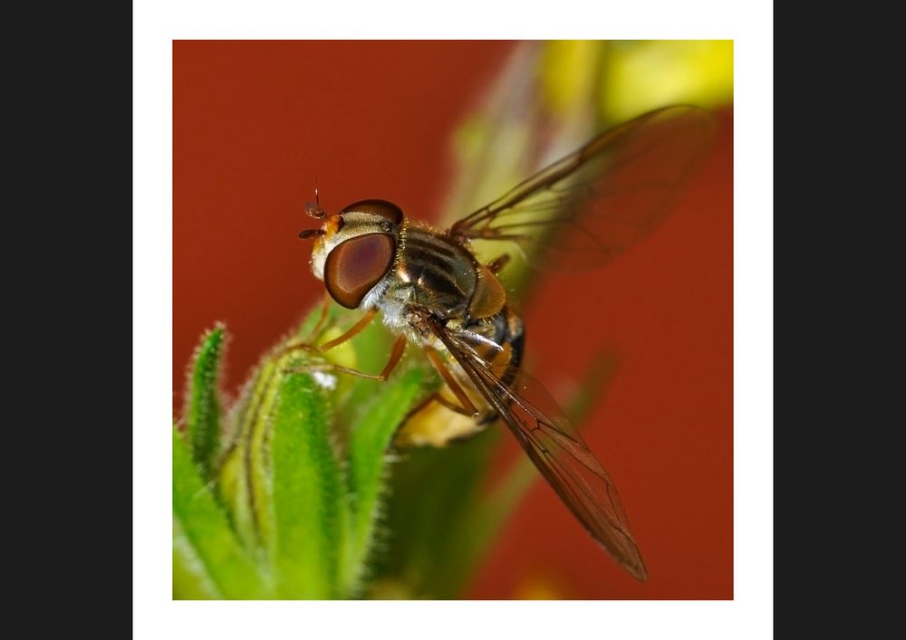 Hoverfly I