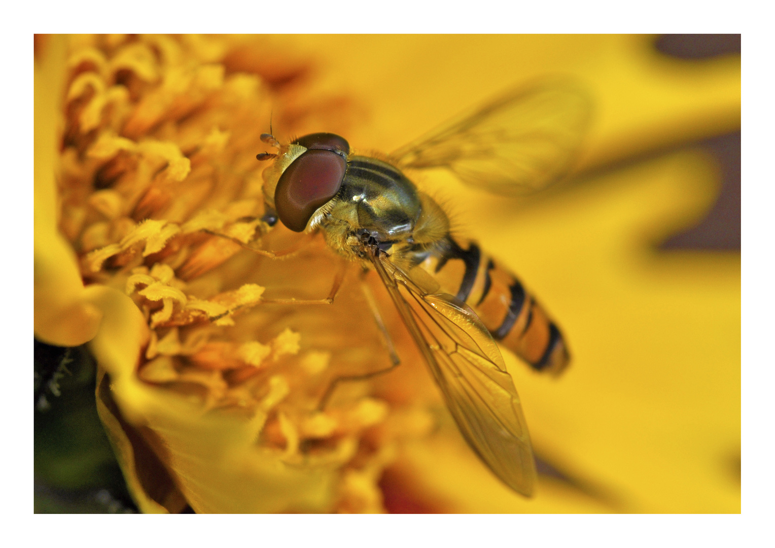 Hoverfly II