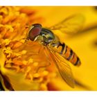 Hoverfly II