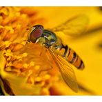 Hoverfly II