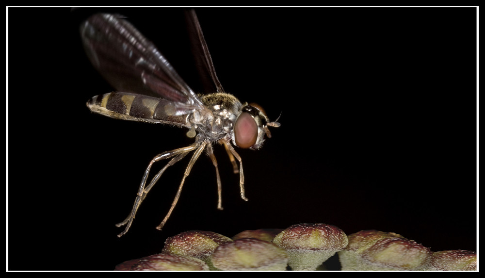 Hoverfly landing.