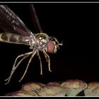 Hoverfly landing.