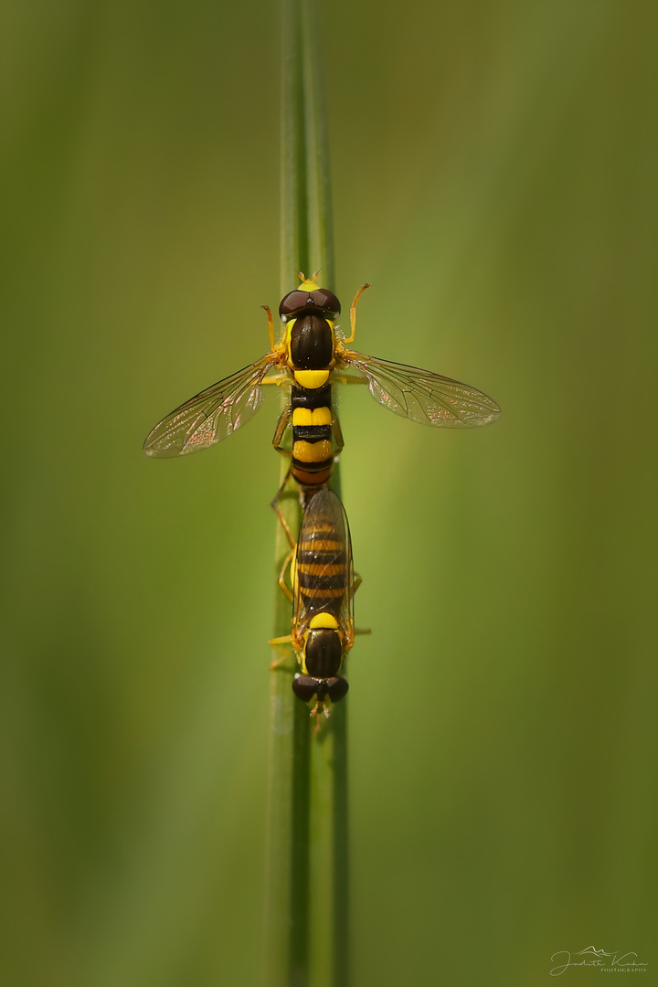 hoverfly love