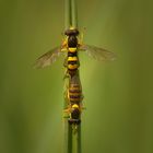 hoverfly love
