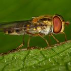 Hoverfly macro.