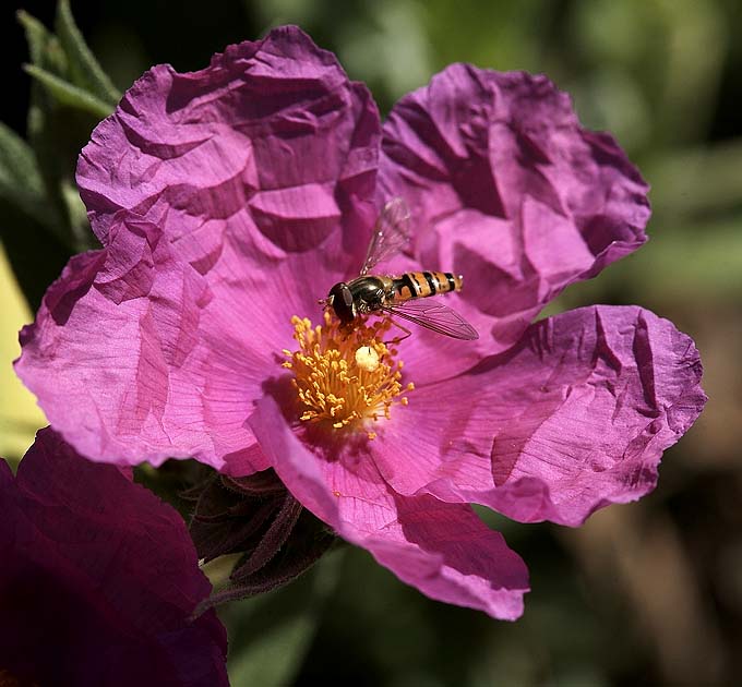 HOVERFLY ON A CISTUS FLOWER.