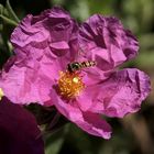 HOVERFLY ON A CISTUS FLOWER.