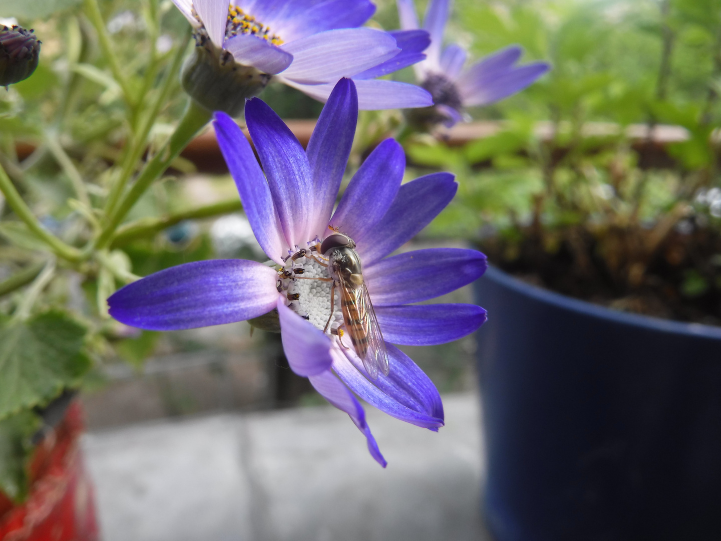 Hoverfly on a purple flower