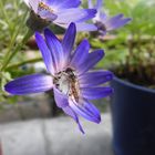 Hoverfly on a purple flower