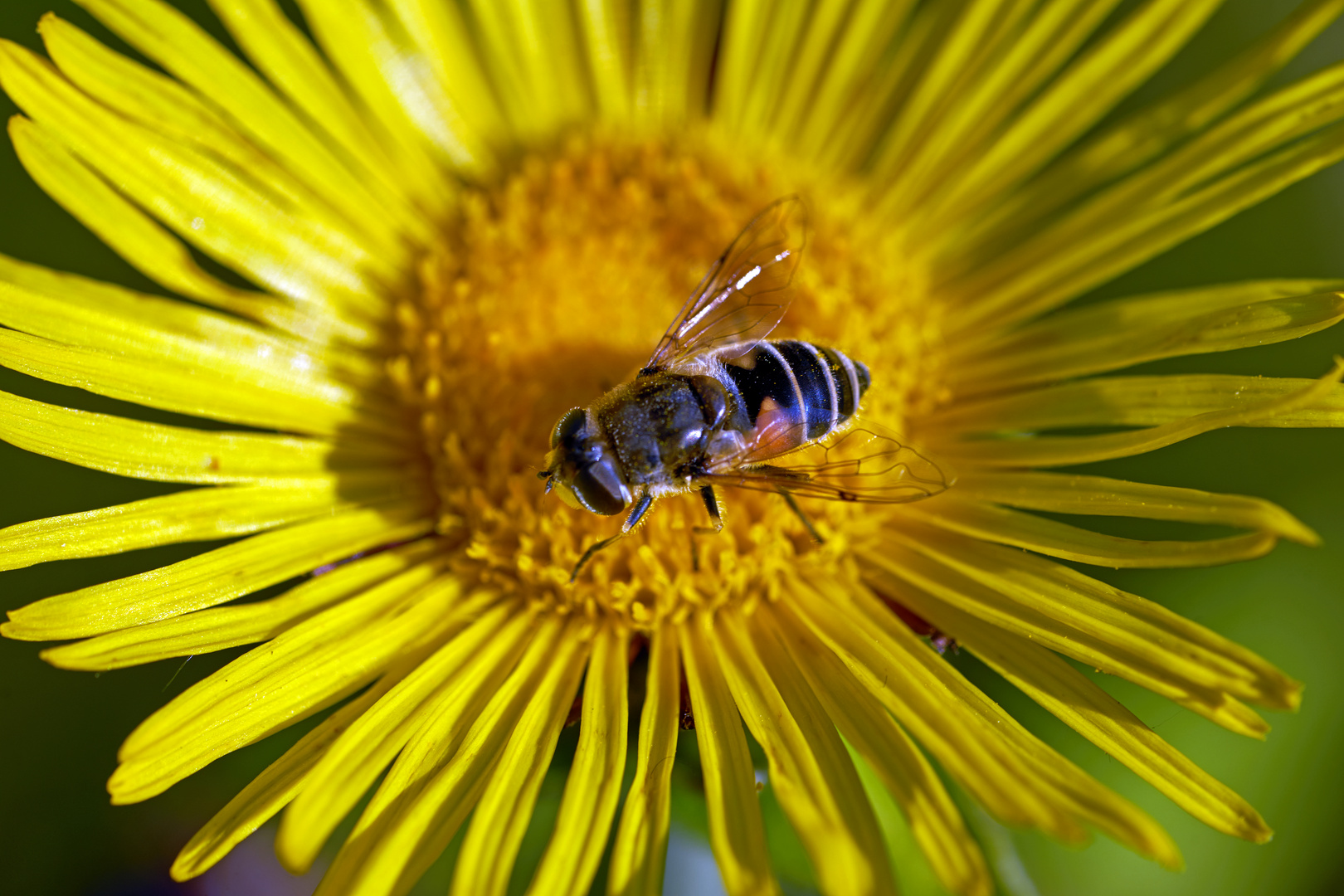 Hoverfly on Daisy