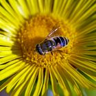 Hoverfly on Daisy