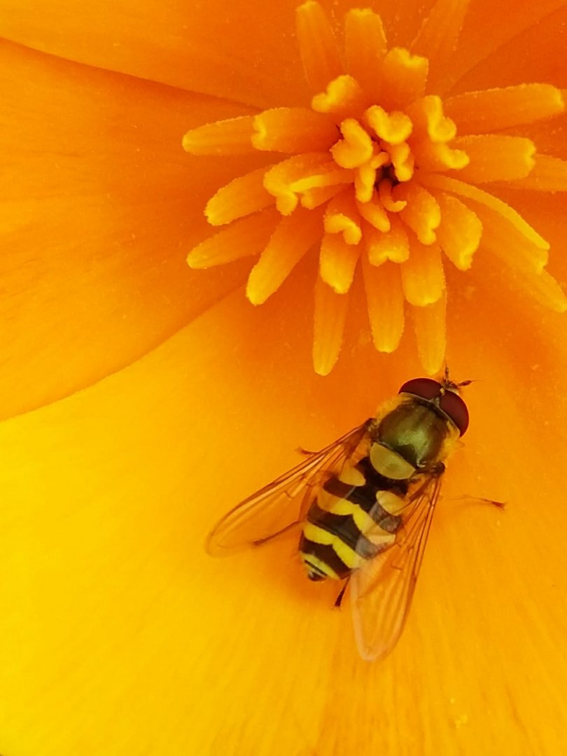 hoverfly on flower