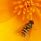 hoverfly on flower