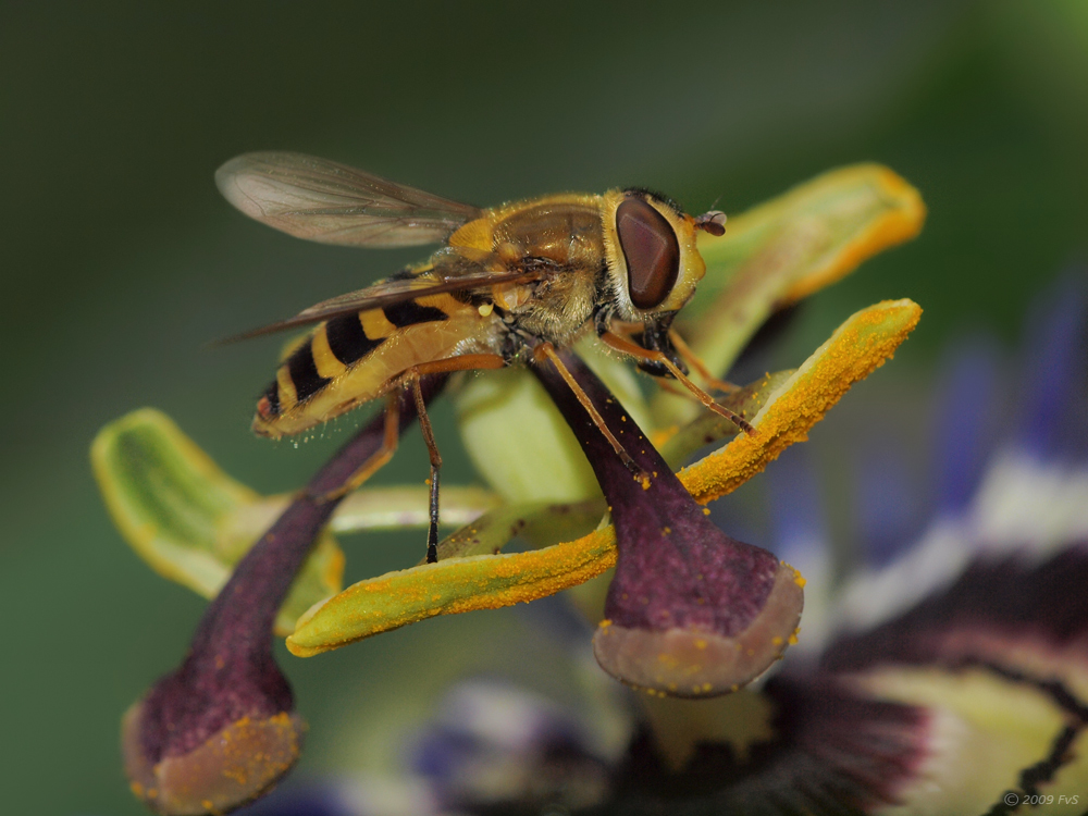 Hoverfly on Passiflora