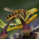 Hoverfly on Passiflora