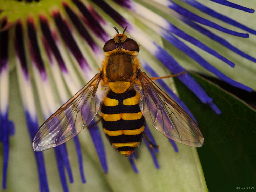 Hoverfly on Passiflora II