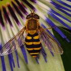 Hoverfly on Passiflora II