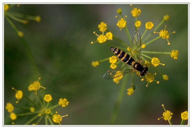 Hoverfly on yellow herb