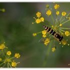 Hoverfly on yellow herb