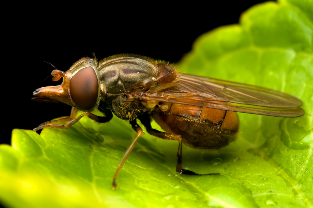 Hoverfly - Rhingia campestris