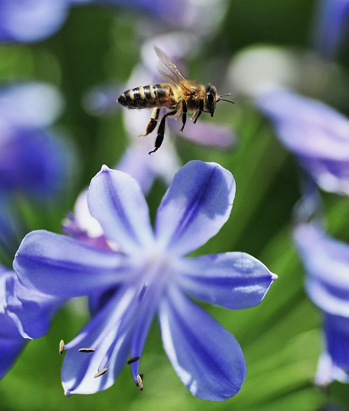 Hovering Bee