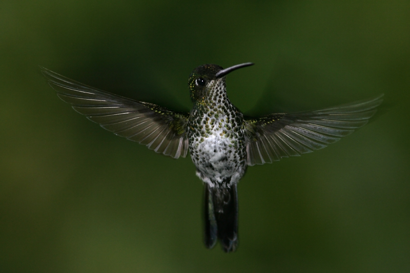 Hovering Many-spotted Hummingbird