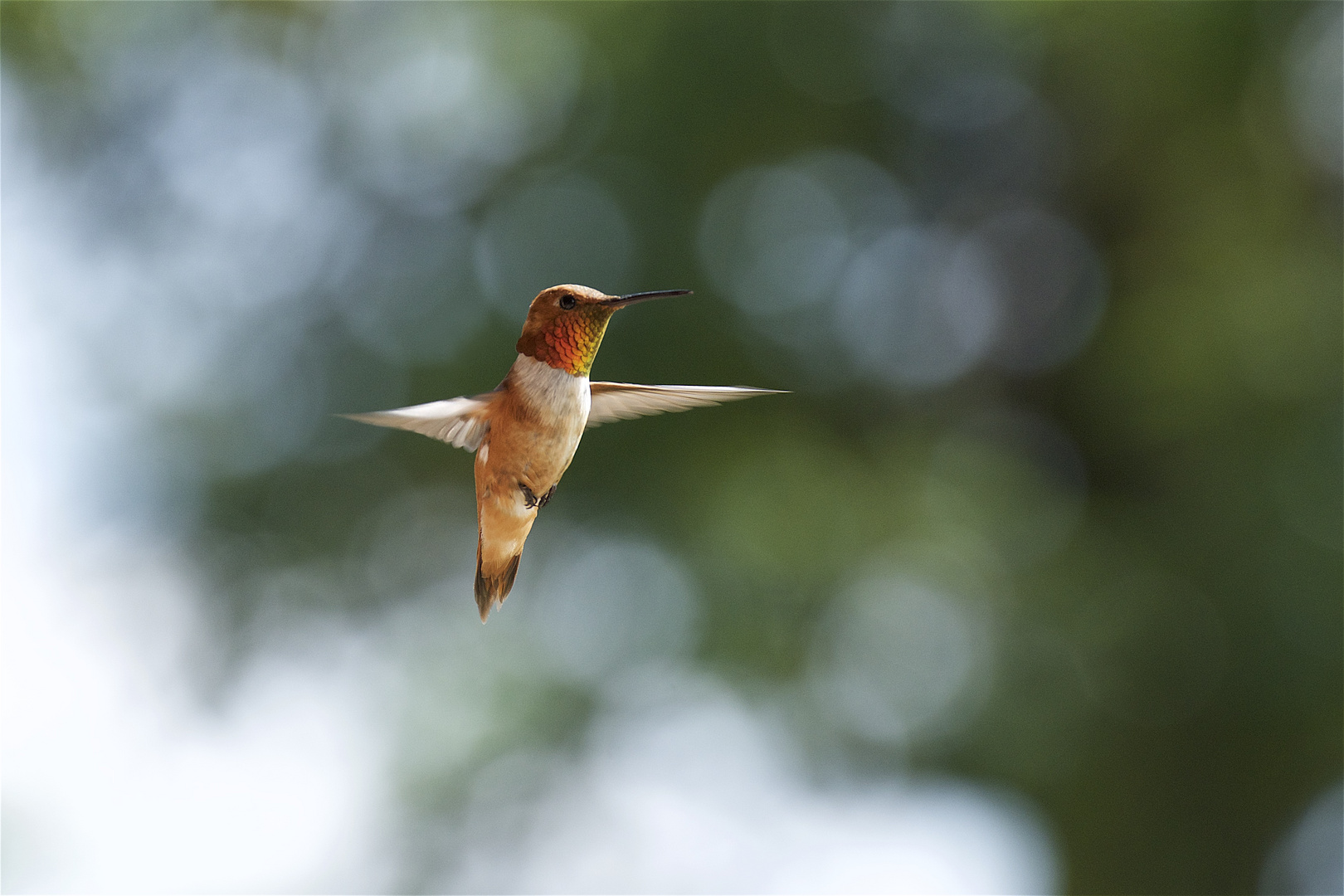 Hovering mid-air !