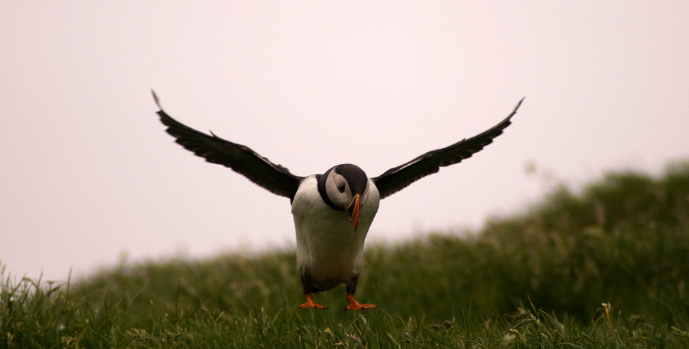 Hovering Puffin