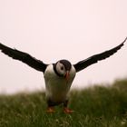 Hovering Puffin