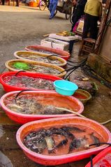 How about some fish today?
